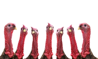The-turkey-bird-naming-confusion.jpg
